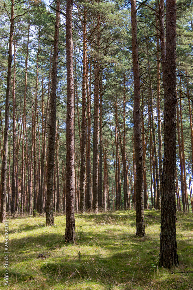 forest with tall trees from below forest with tall trees from below