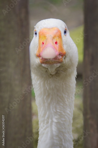 Portrait of goose