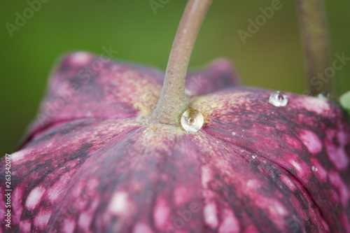 Snake's Head Flower (Fritillaria meleagris) Macro Vertical photo