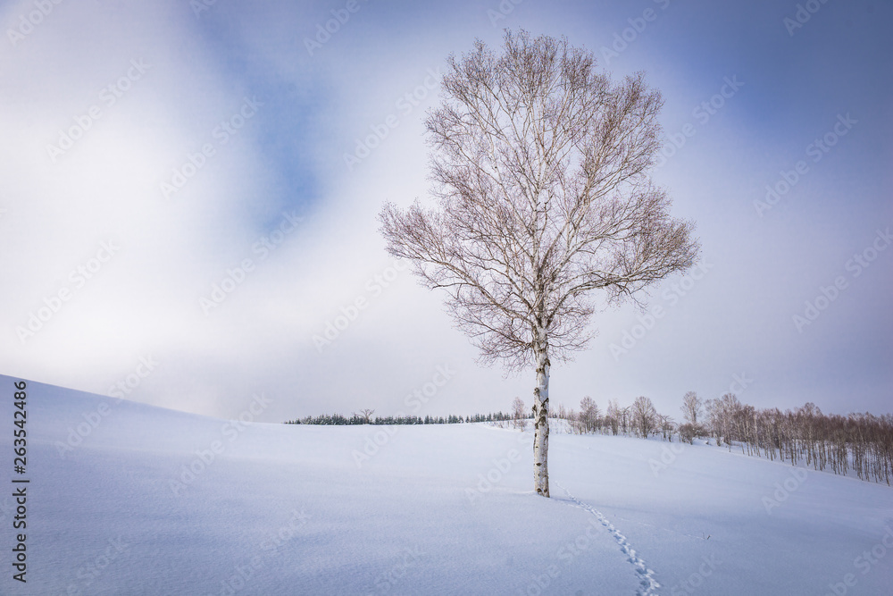 Biei, Japan winter on Panorama Road. Biei, Japan winter on Panorama Road.
