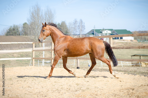 budyonny horse trotting in paddock in the spring landscape