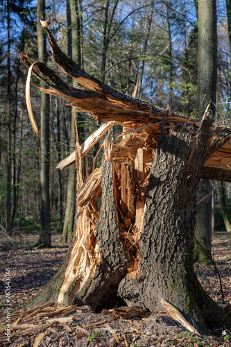 Old tree broken by the wind in the forest. Damage caused by storms in the forest area.