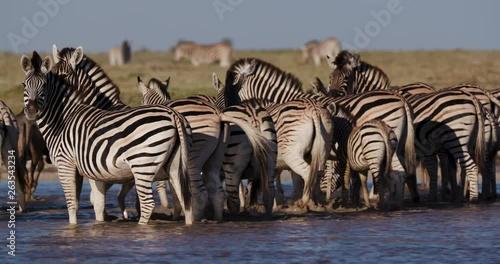 Close-up view of a group of Zebras with a cute young foal drinking at a waterhole on the Makgadikgadi Pans,Botswana 