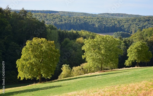 A landscape with trees and forest in Fischbachtal, Odenwald, Germany.