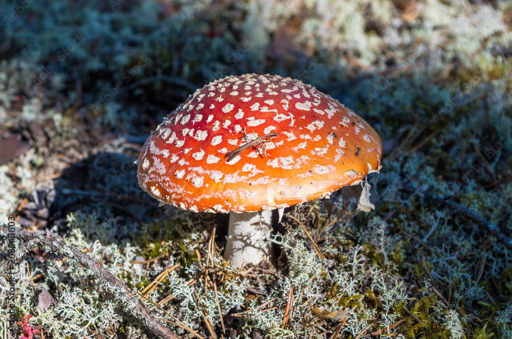 Fly agaric on white moss Fly agaric on white moss