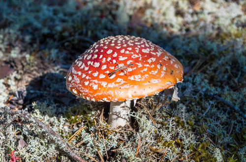 Fly agaric on white moss