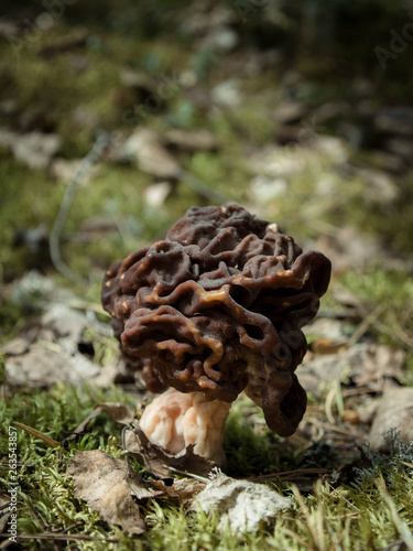 Morel on the background of moss