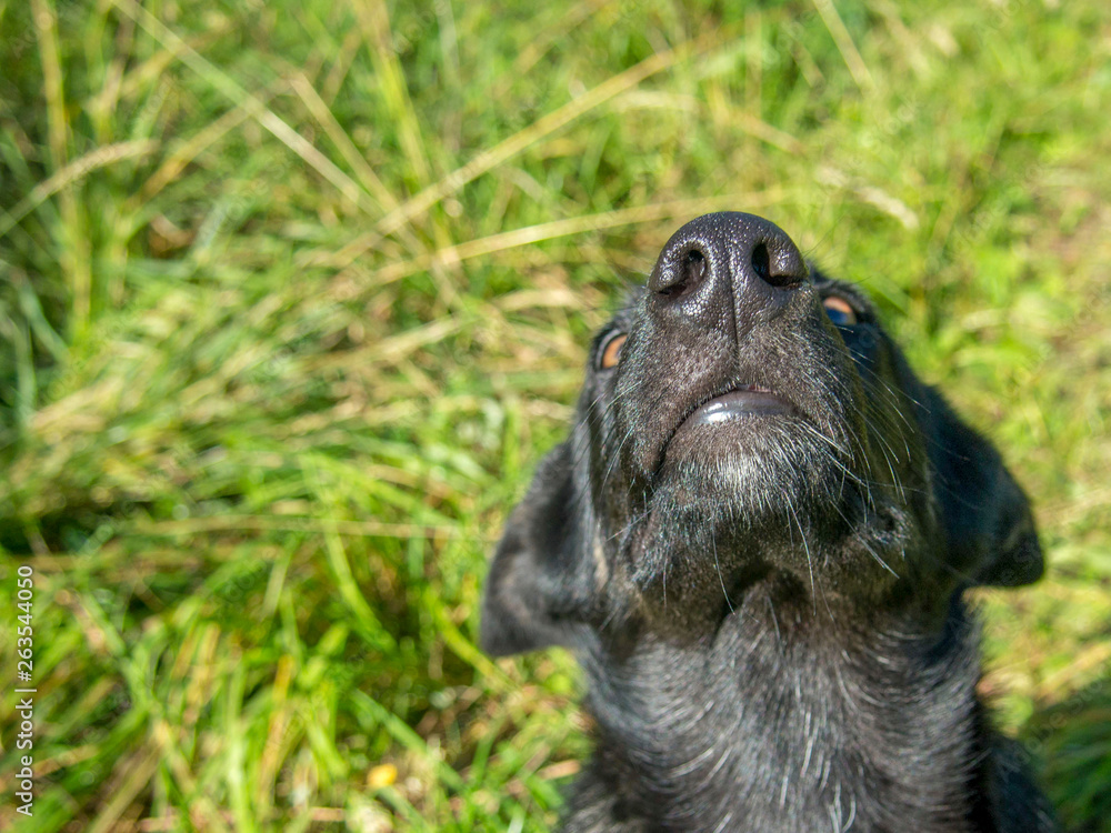 Black dog funny pulled his nose
