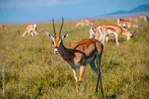 The Gazelles of Ngorongoro Crater