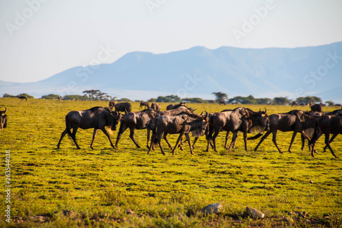 The wildebeest in migration  photo