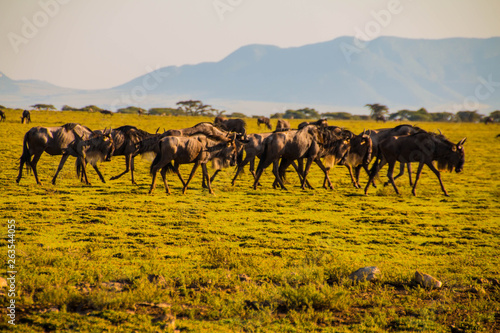 The wildebeest in migration 
