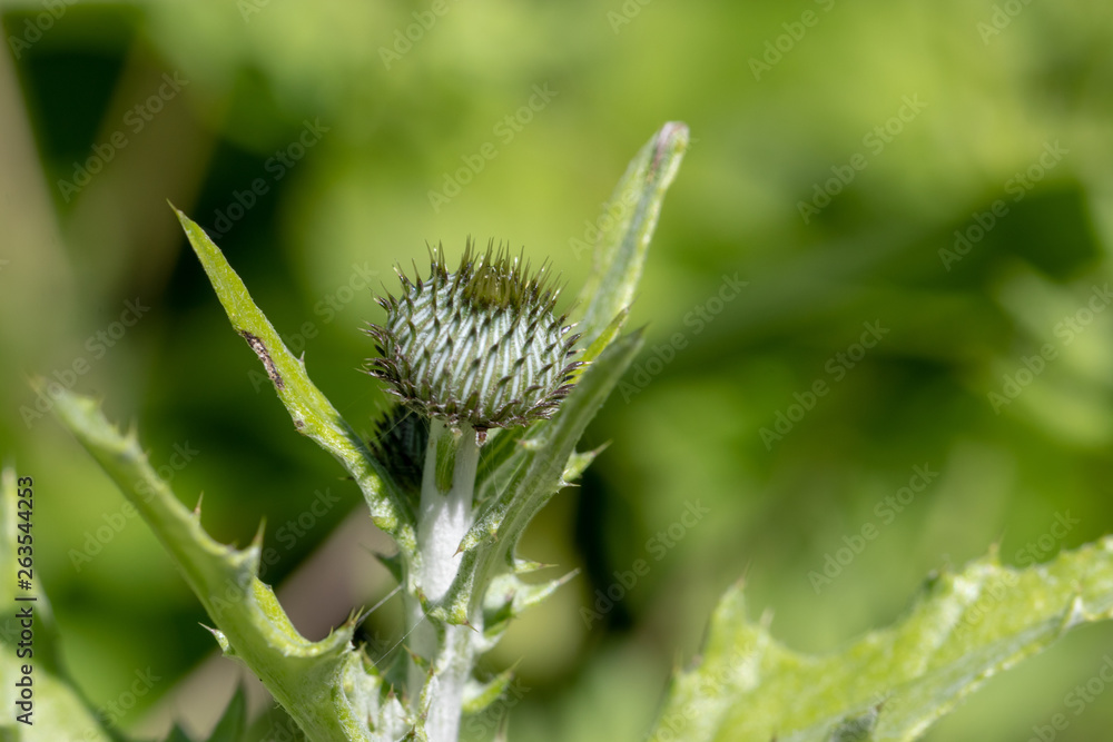 thistle thistle