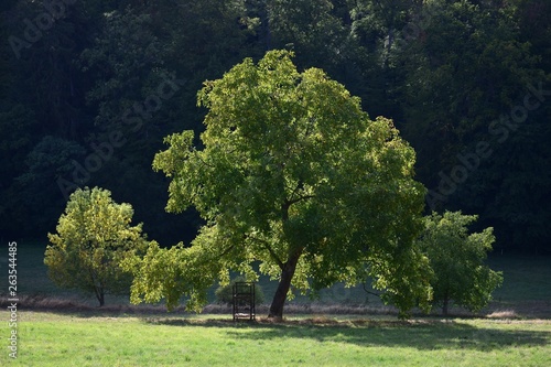A walnut tree in Fischbachtal, Odenwald, Germany.