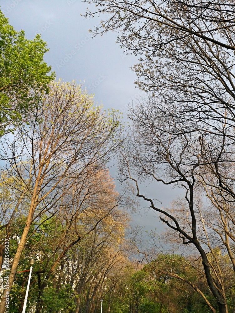 Springtime in the park - dark sky and trees Springtime in the park - dark sky and trees
