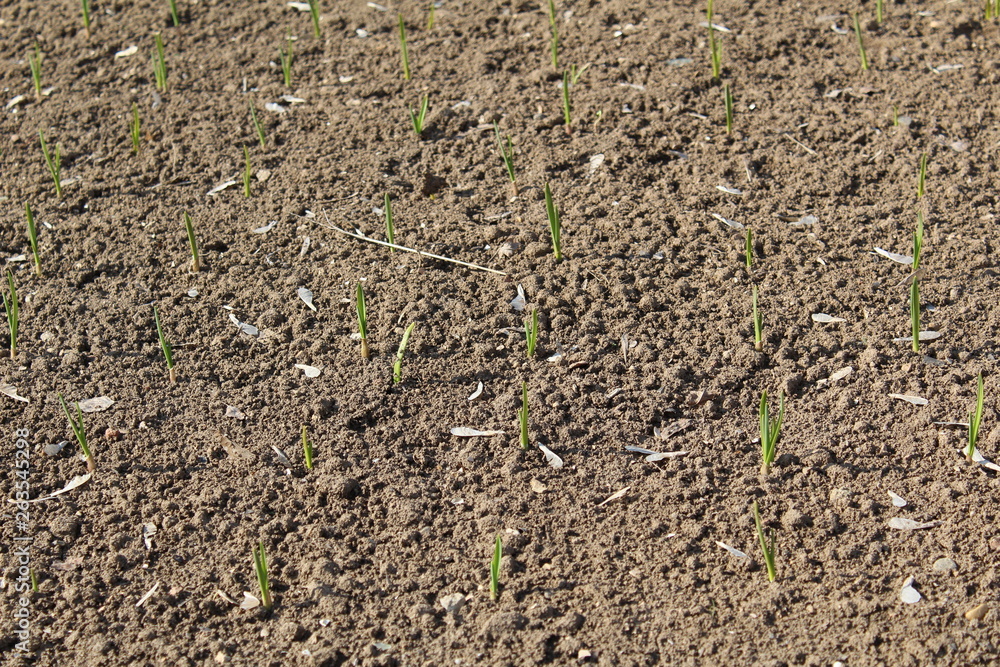 spring in the ground sprouts of young ,green onions spring in the ground sprouts of young ,green onions