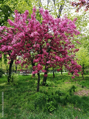 Thundercloud purple leaf plum tree blooming - spring time 