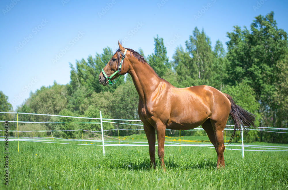 Fototapeta premium budyonny mare in halter in green meadow