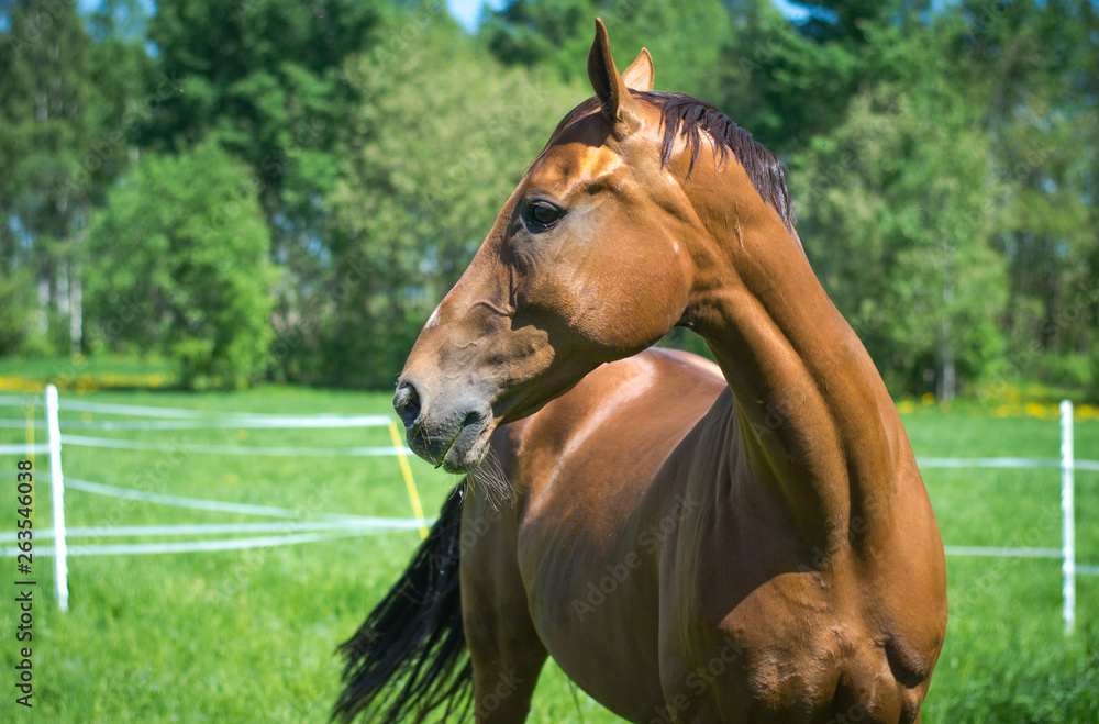 portrait of beautiful budyonny mare horse in green field portrait of beautiful budyonny mare horse in green field