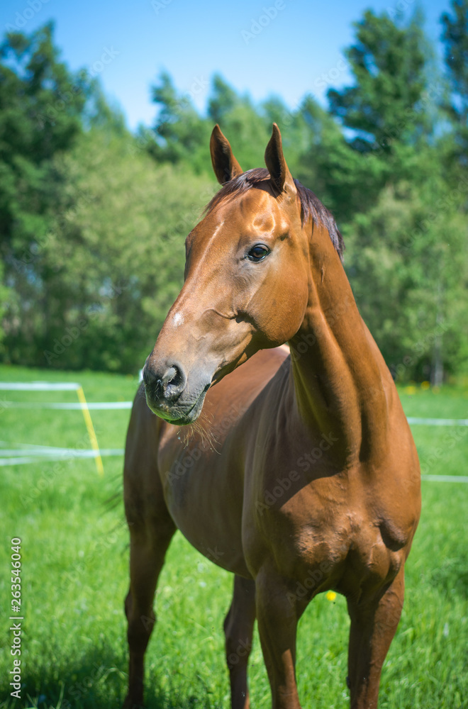 portrait of budyonny horse in the summer portrait of budyonny horse in the summer