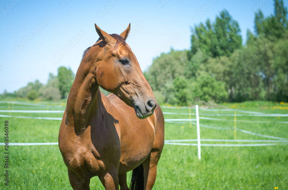 red budyonny mare horse