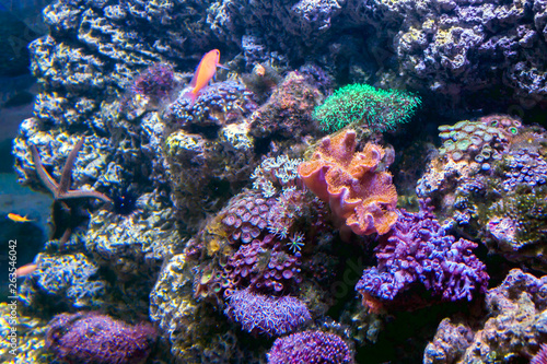 Fototapeta Naklejka Na Ścianę i Meble -  colorful multicolor variety of the world underwater coral reef