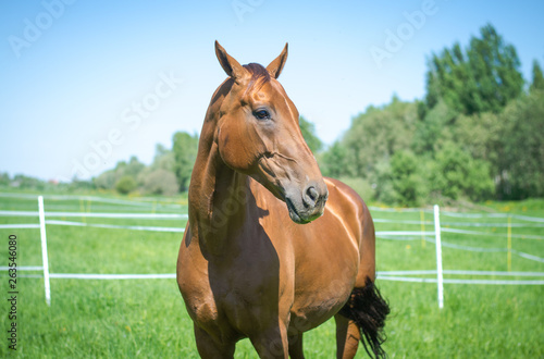 portrait of red budyonny mare horse