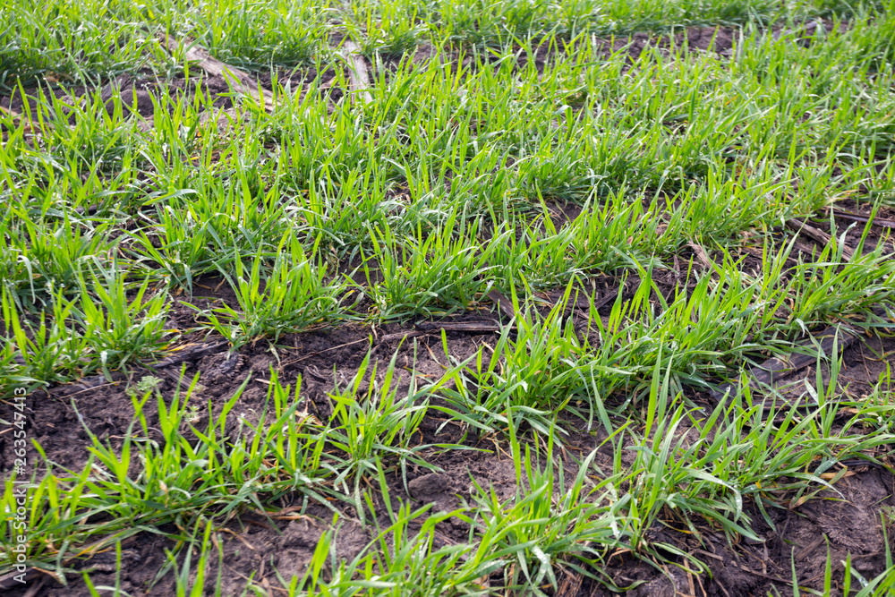 wheat field in early spring. first shoots wheat field in early spring. first shoots