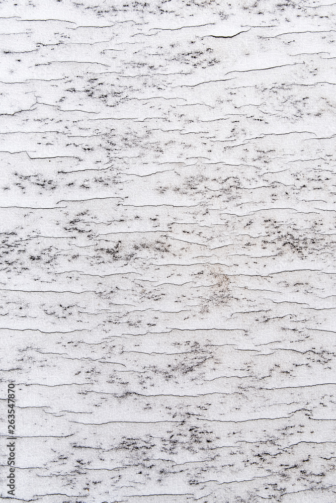 Sample of the cracked paint on wooden surface. Shabby, dirty, and cracked paint. Background and textures, white color Sample of the cracked paint on wooden surface. Shabby, dirty, and cracked paint. Background and textures, white color