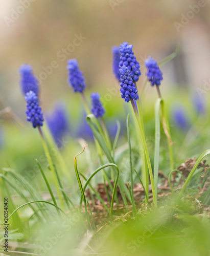 Grape hyacinth Muscari armeniacum flowering in early spring. Muscari flower meadow. Spring Flower Grape hyacinth (Muscari armeniacum) in the middle of a green meadow