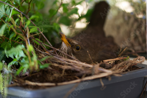Blackbird in his nest brooding eggs in a plant pot