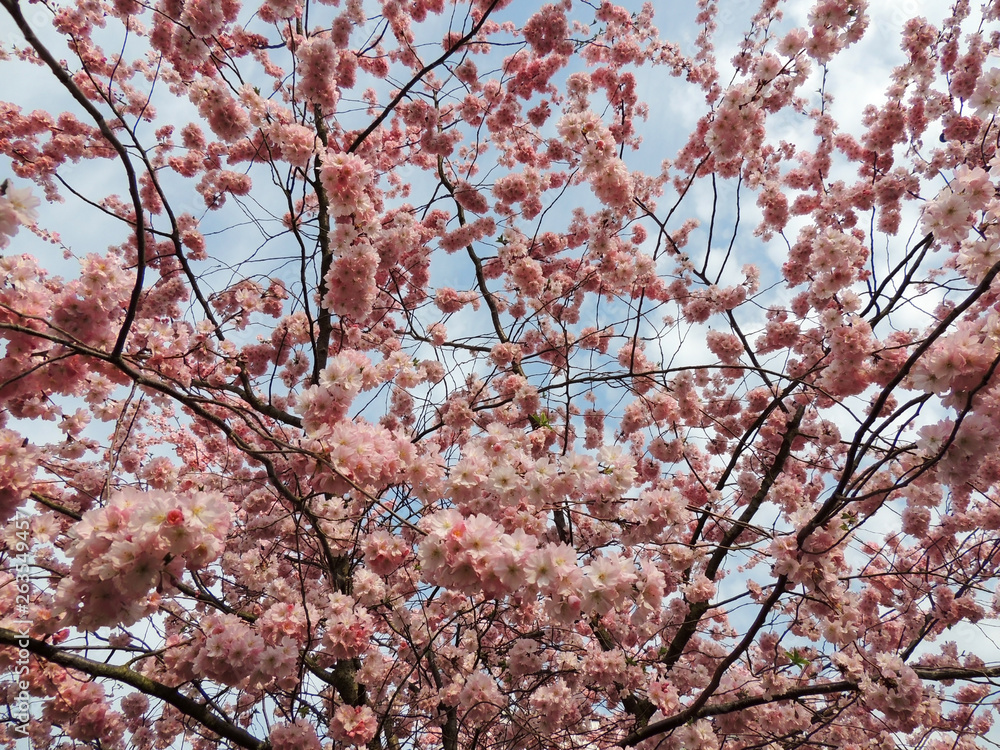 Japanese cherry, Prunus serrulata, during flowering Japanese cherry, Prunus serrulata, during flowering