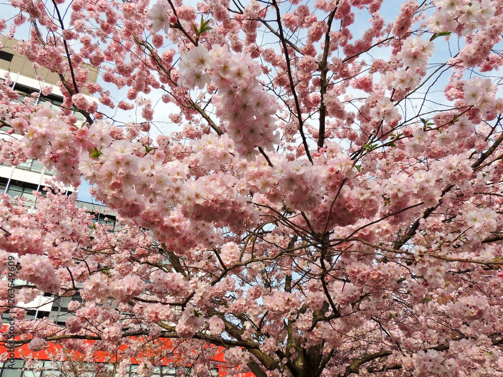 Japanese cherry, Prunus serrulata, during flowering Japanese cherry, Prunus serrulata, during flowering
