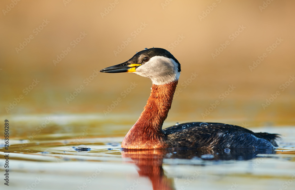 Red necked grebe (Podiceps grisegena) Red necked grebe (Podiceps grisegena)