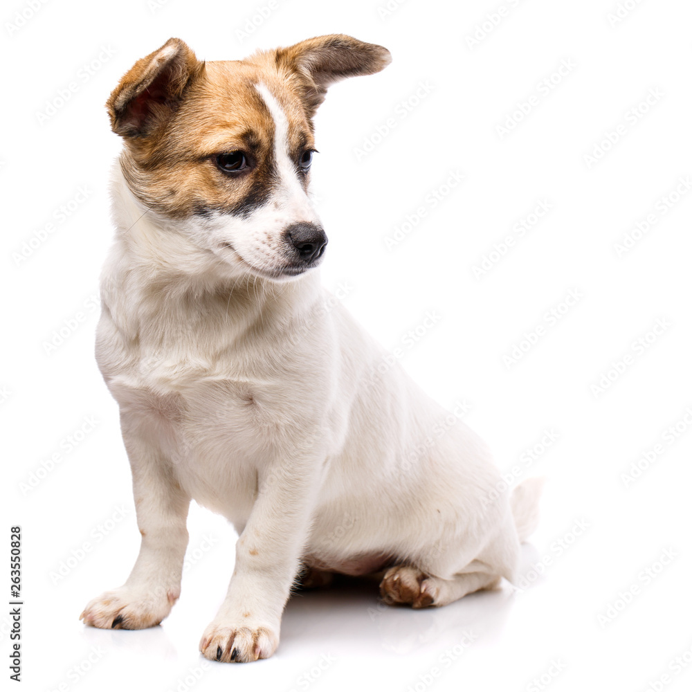 The puppy sits on his hind legs and looks to the right The puppy sits on his hind legs and looks to the right