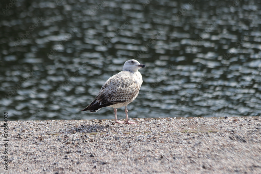 Seagulll waiting on the edge of the water on the Lange Vijverberg in The Hague to wait on tourist who drops food Seagulll waiting on the edge of the water on the Lange Vijverberg in The Hague to wait on tourist who drops food