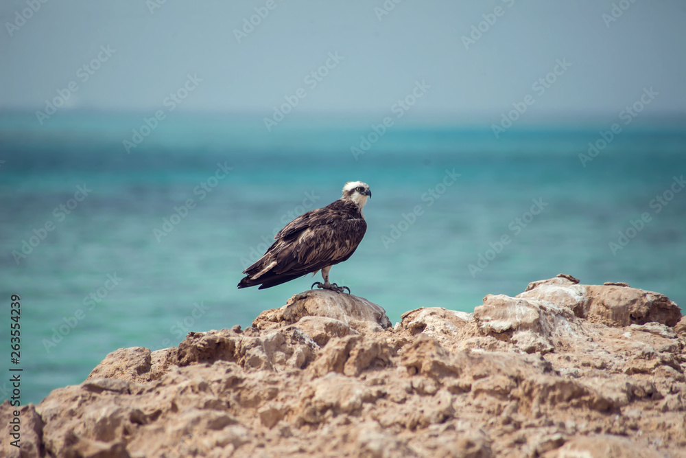 Birds on the island in the sea Birds on the island in the sea