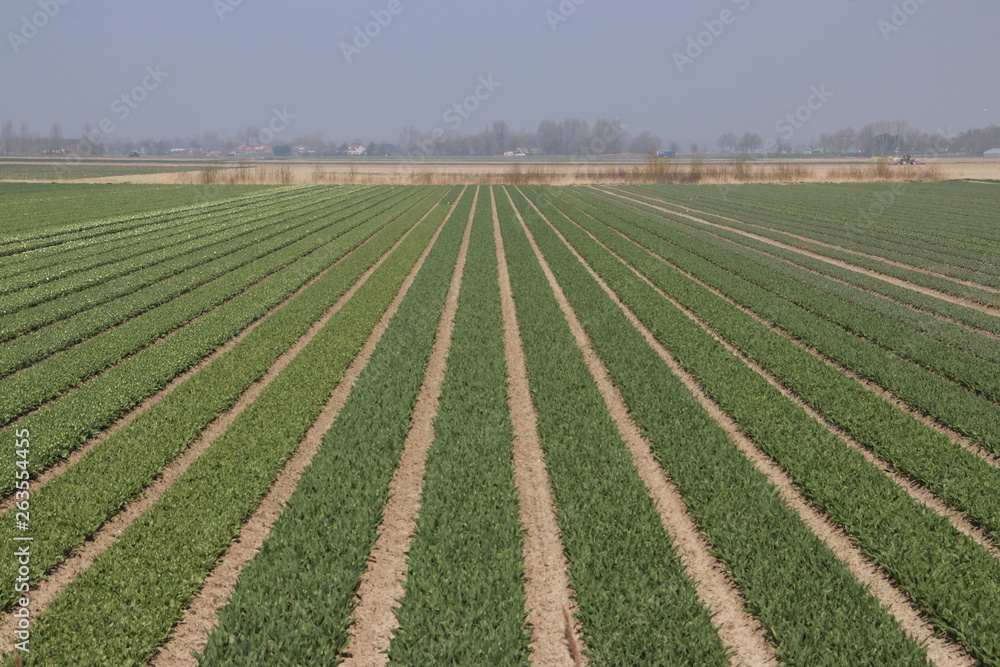Fields with rows of tulips in springtime for agriculture of flowerbulb on island Goeree-Overflakkee in the Netherlands Fields with rows of tulips in springtime for agriculture of flowerbulb on island Goeree-Overflakkee in the Netherlands