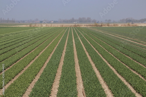 Fields with rows of tulips in springtime for agriculture of flowerbulb on island Goeree-Overflakkee in the Netherlands