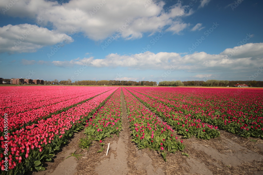 Fields with rows of pink tulips in springtime for agriculture of flowerbulb on island Goeree-Overflakkee in the Netherlands