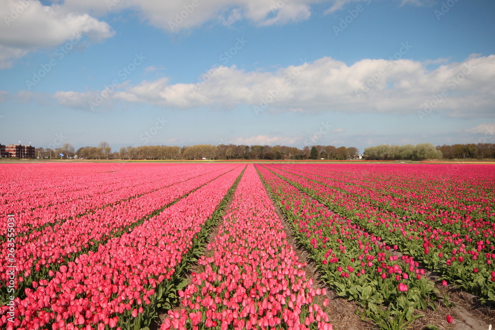 Fields with rows of pink tulips in springtime for agriculture of flowerbulb on island Goeree-Overflakkee in the Netherlands Fields with rows of pink tulips in springtime for agriculture of flowerbulb on island Goeree-Overflakkee in the Netherlands
