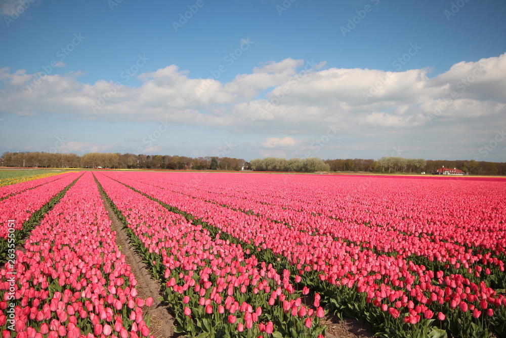 Fields with rows of pink tulips in springtime for agriculture of flowerbulb on island Goeree-Overflakkee in the Netherlands Fields with rows of pink tulips in springtime for agriculture of flowerbulb on island Goeree-Overflakkee in the Netherlands