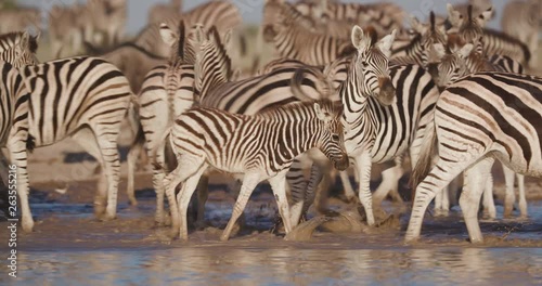Close-up view of a group of Zebras with a cute young foal walking and drinking at a waterhole on the Makgadikgadi Pans,Botswana 