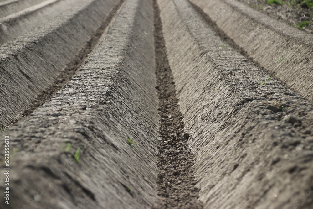 Rows of ground on field for growth of asparagus vegetable on Goeree Overflakkee in the Netherlands Rows of ground on field for growth of asparagus vegetable on Goeree Overflakkee in the Netherlands