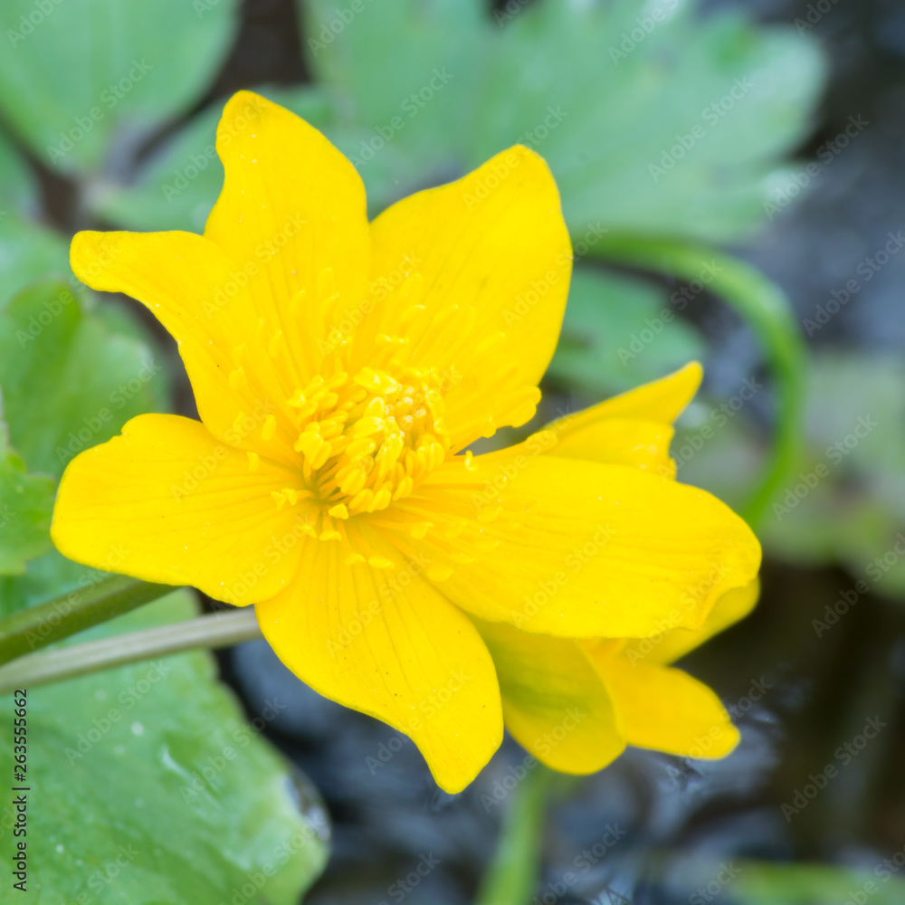 Fototapeta premium kwiat kaczeńca makro