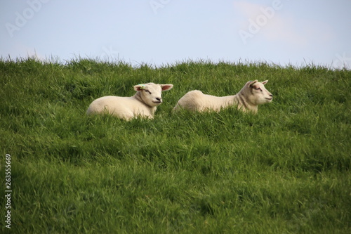 Fototapeta Naklejka Na Ścianę i Meble -  Sheep and lambs on a dike in the sun at the island Goeree Overflakkee in the Netherlands