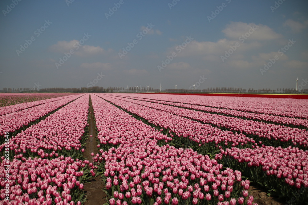 Fields with rows of pink tulips in springtime for agriculture of flowerbulb on island Goeree-Overflakkee in the Netherlands