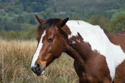 Portrait of a horse © Michael Pop