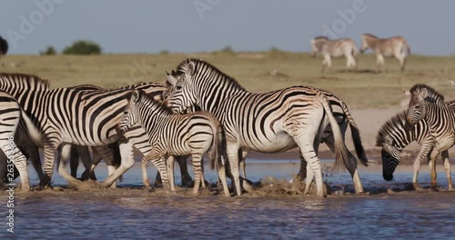 Close-up view of a group of Zebras and wildebeest drinking at a waterhole on the Makgadikgadi Pans with Ostrich in the  background,Botswana 