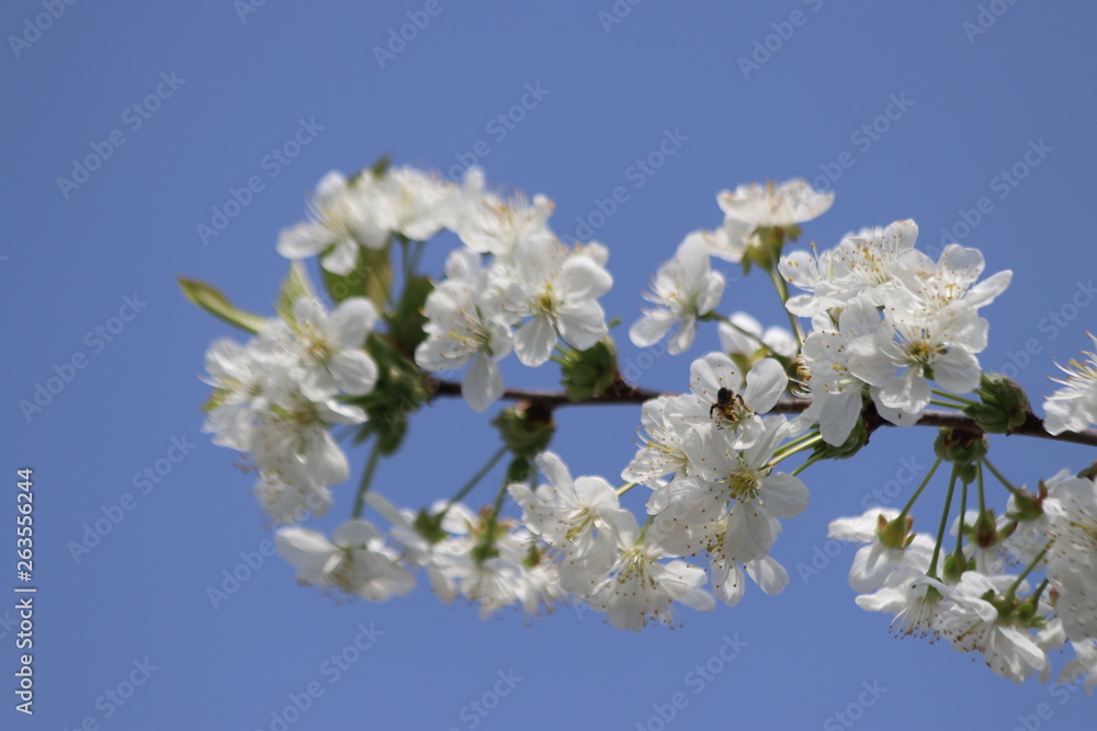 white leaves of the cherry blossom on trees with blue sky as background white leaves of the cherry blossom on trees with blue sky as background