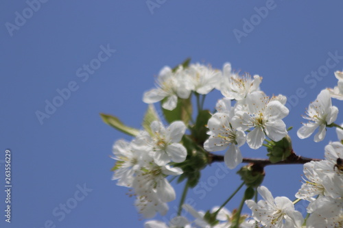 white leaves of the cherry blossom on trees with blue sky as background
